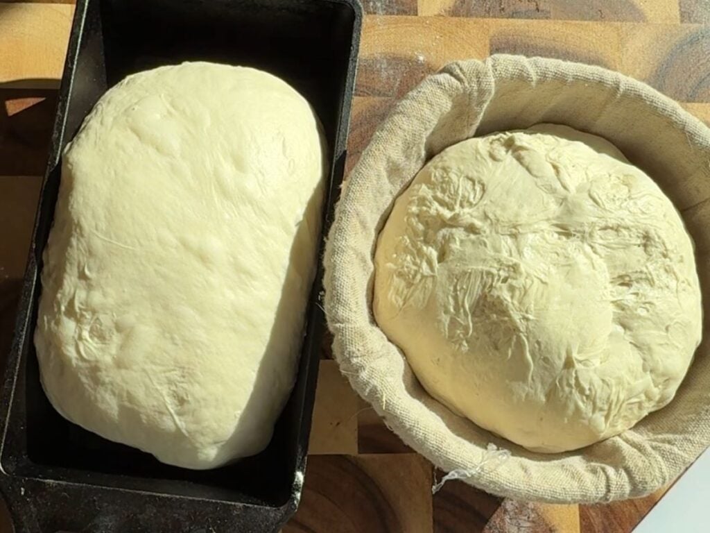 Two shaped sourdough loaves
