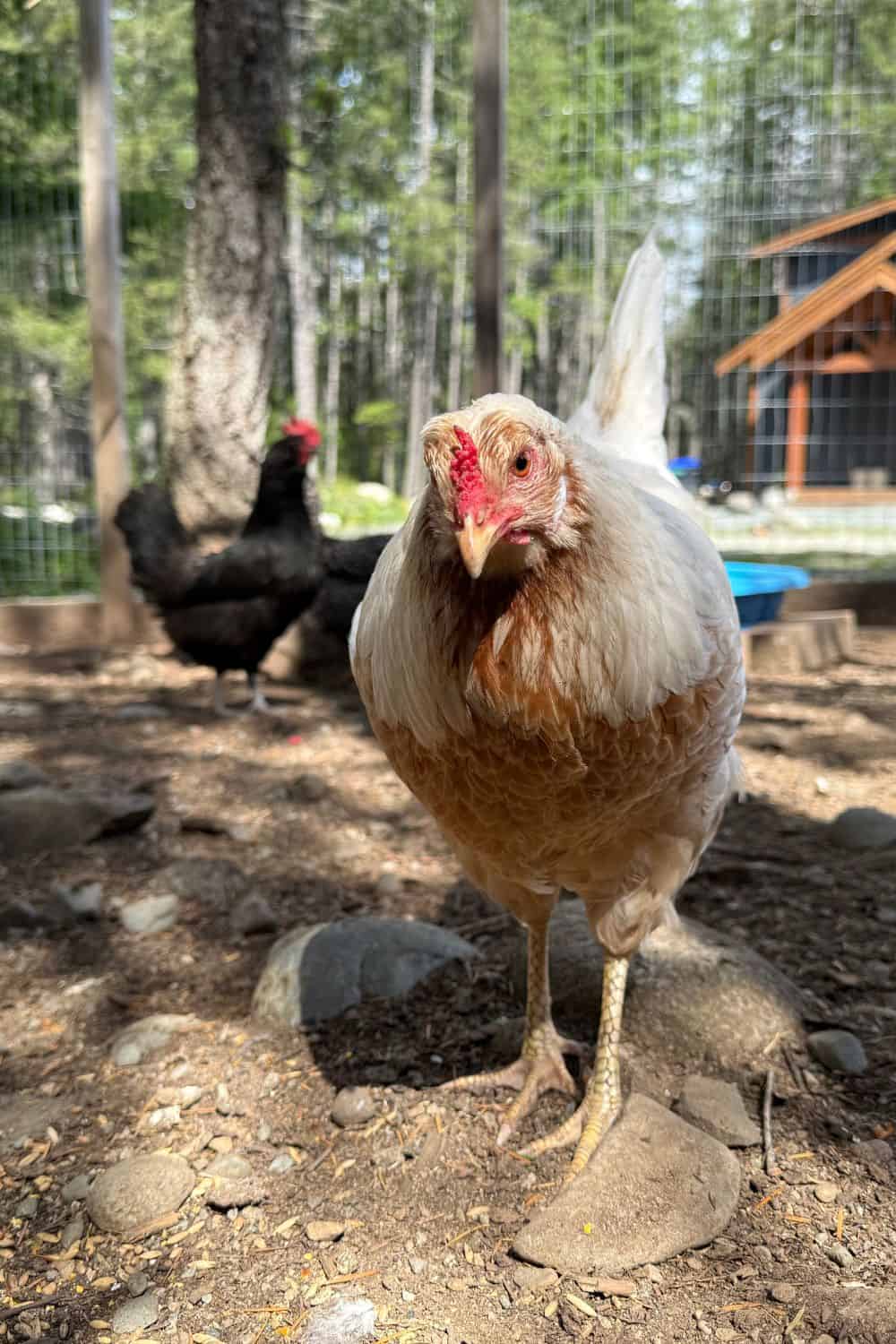 White chicken looking at camera
