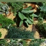 growing a herb garden